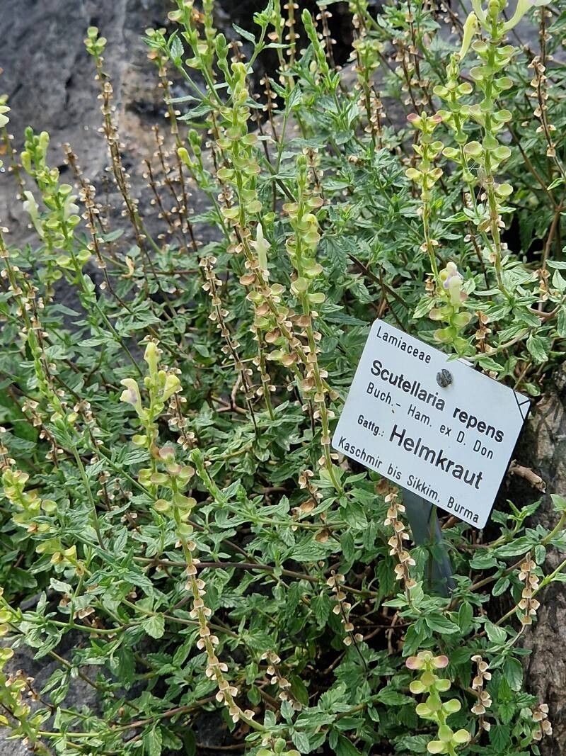 Scutellaria repens — houseplant care guide