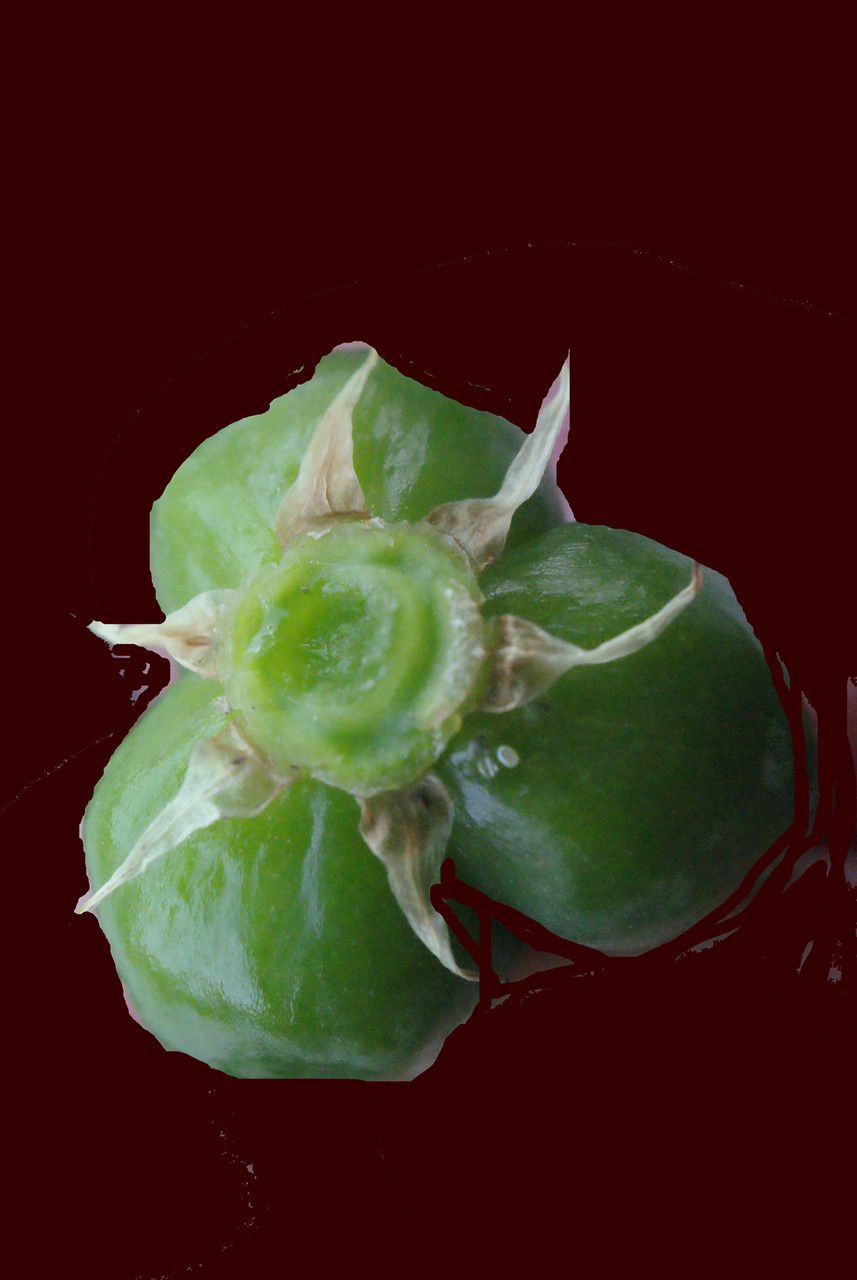 Melomphis arabica fruit