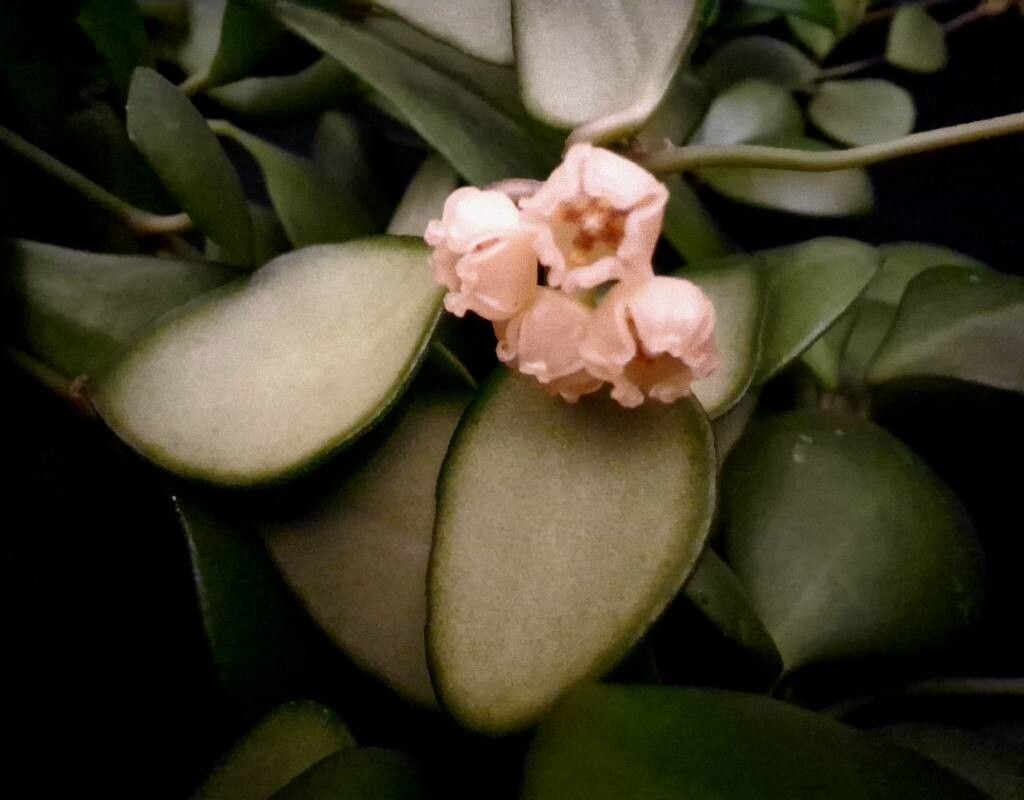 Hoya heuschkeliana flower