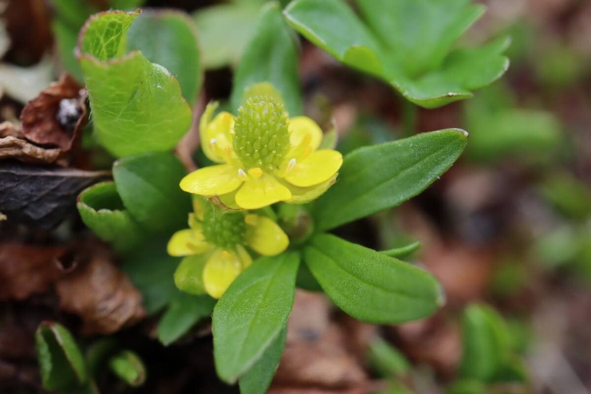 Ranunculus pygmaeus flower