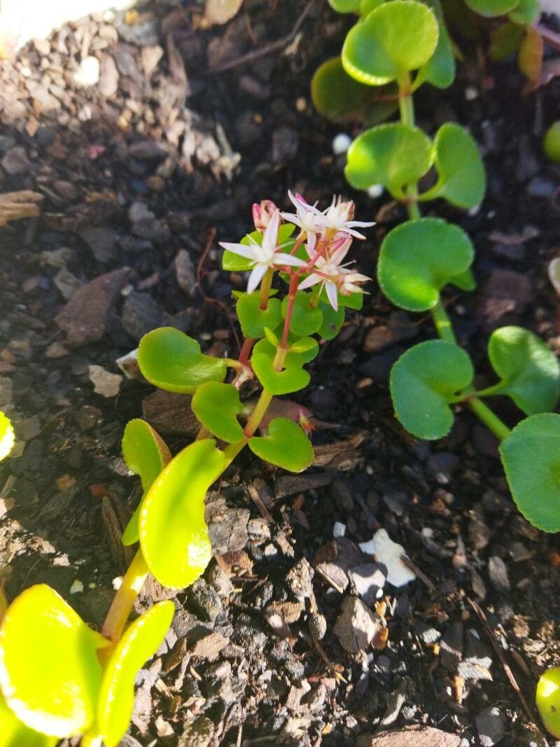 Crassula spathulata — search result for 'Crassula'