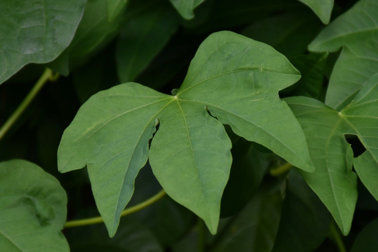 Ipomoea mauritiana — search result for 'Gabon'