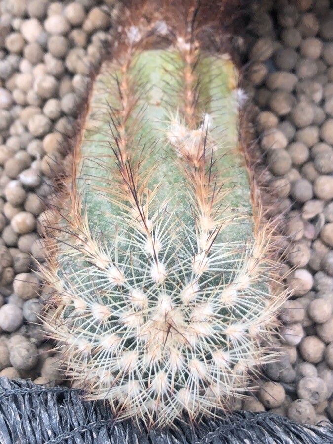 Echinocereus adustus — related species from the same genus