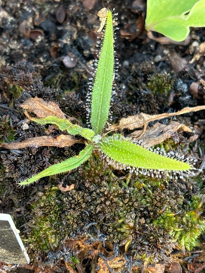 Drosera ascendens — search result for 'Drosera'