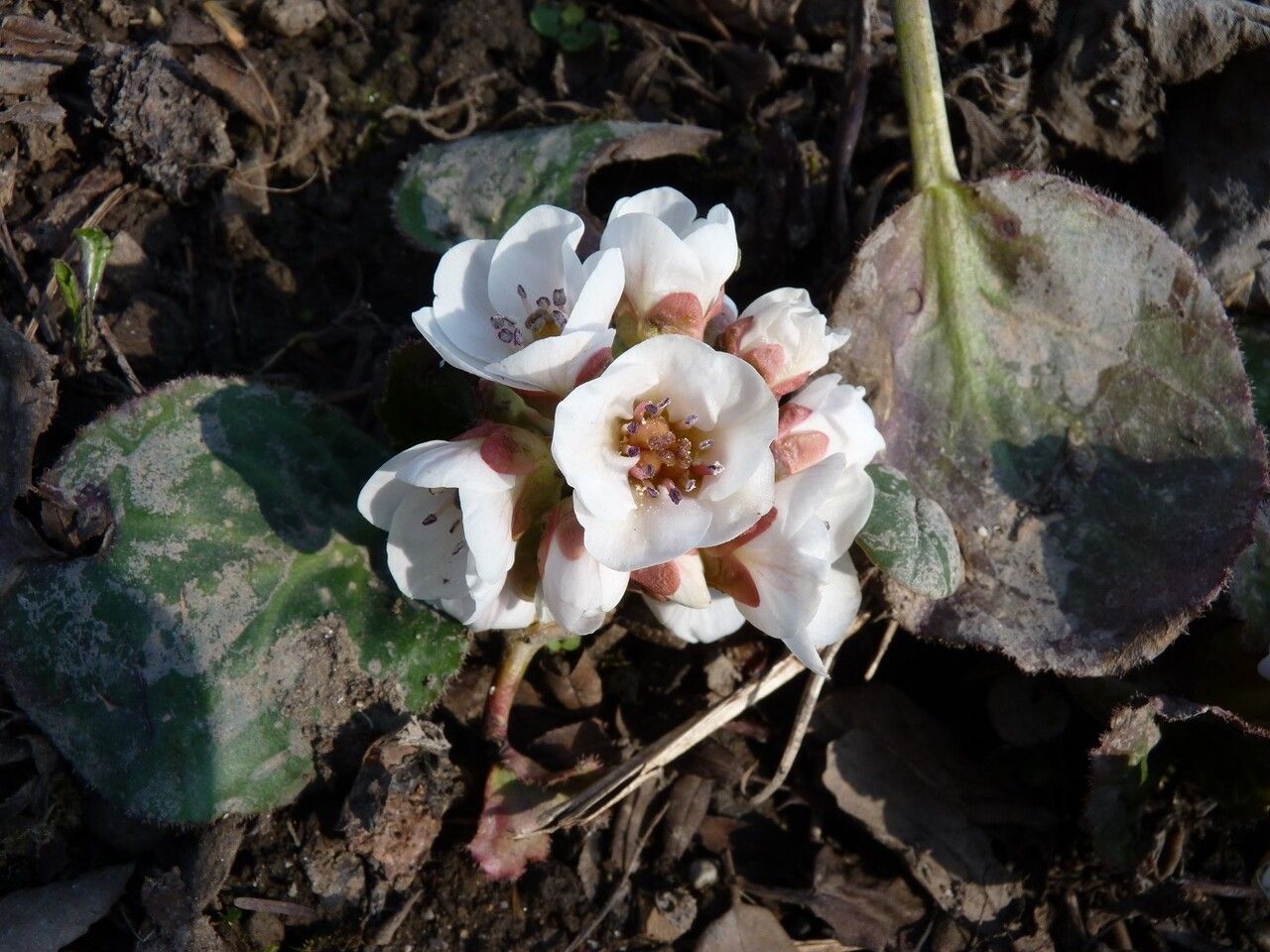Bergenia ciliata flower