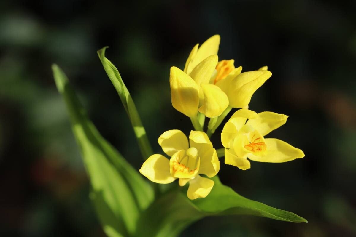 Cephalanthera falcata — related species from the same genus