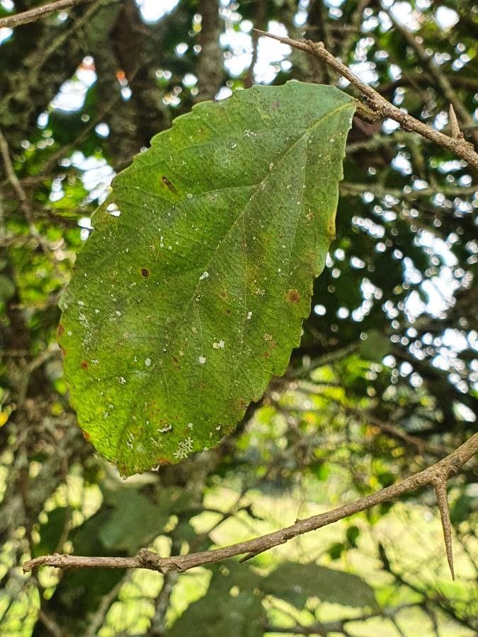 Oncoba spinosa — search result for 'Salicaceae'