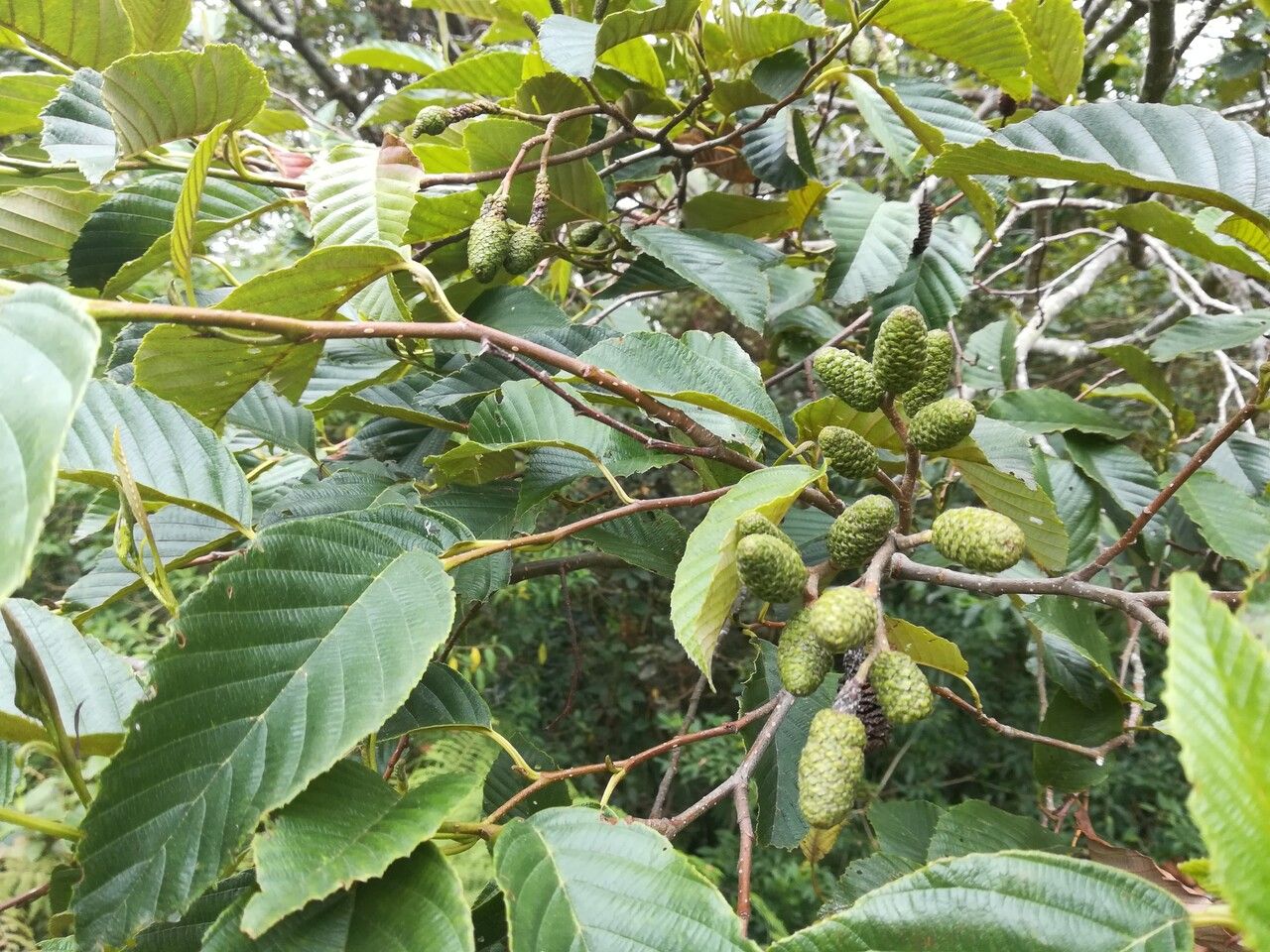 Alnus acuminata