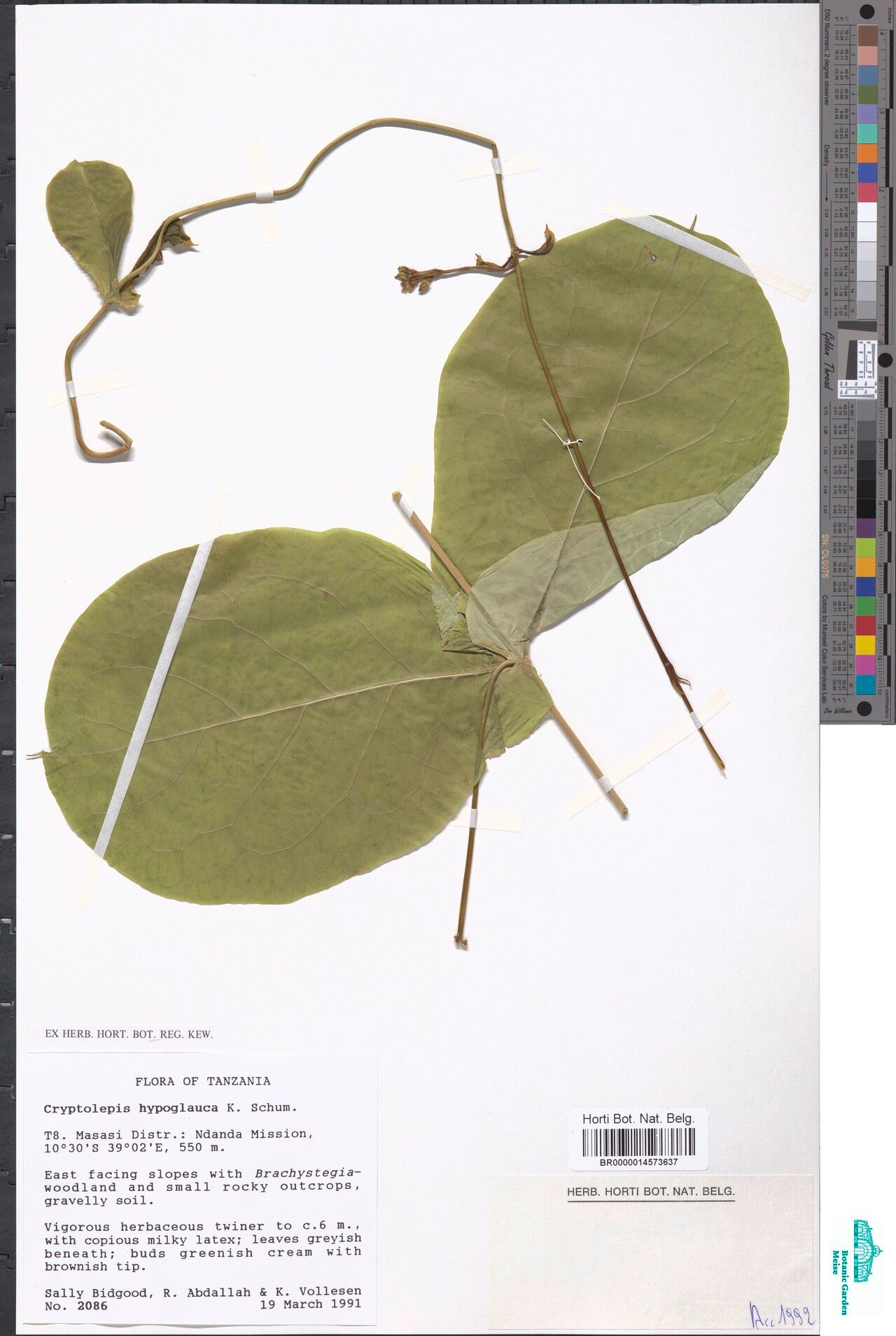 Cryptolepis hypoglauca — houseplant care guide