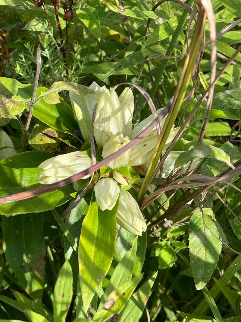 Gentiana alba flower