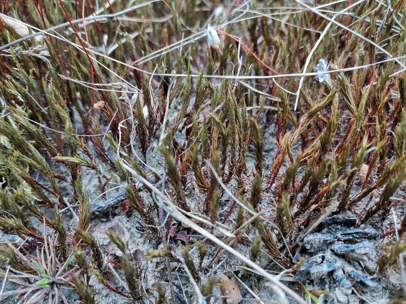 Cassiope hypnoides — related species from the same genus