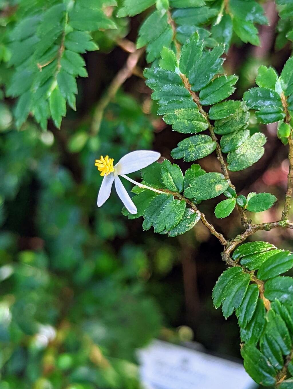 Begonia foliosa flower