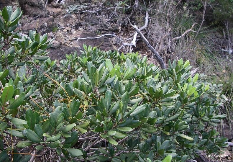 Ochrosia mulsantii habit
