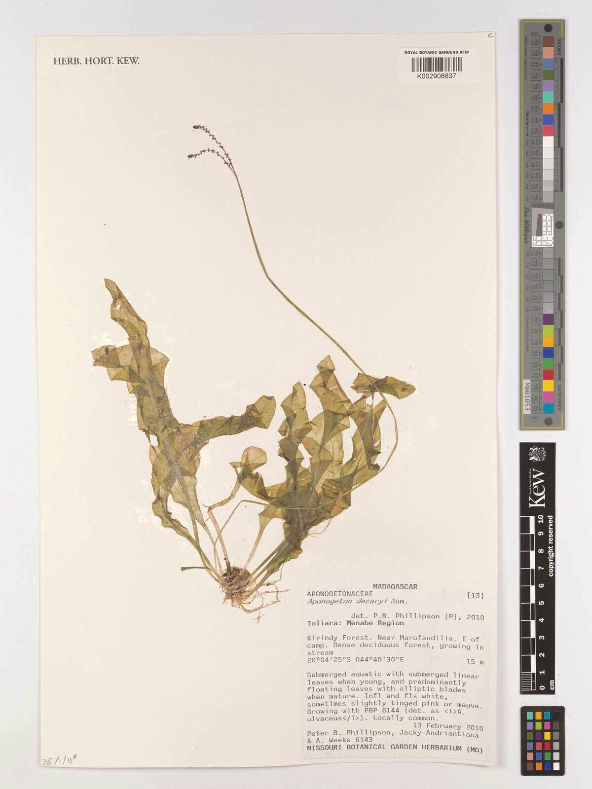 Aponogeton decaryi — houseplant care guide