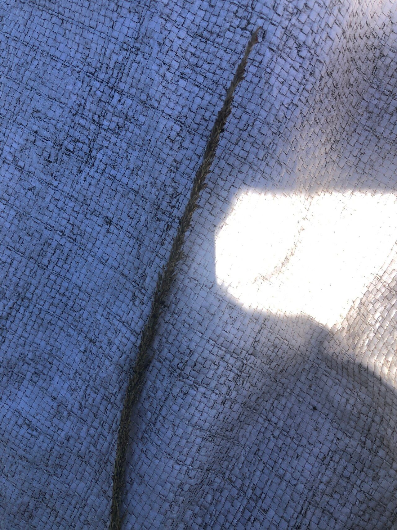 Sporobolus fertilis fruit