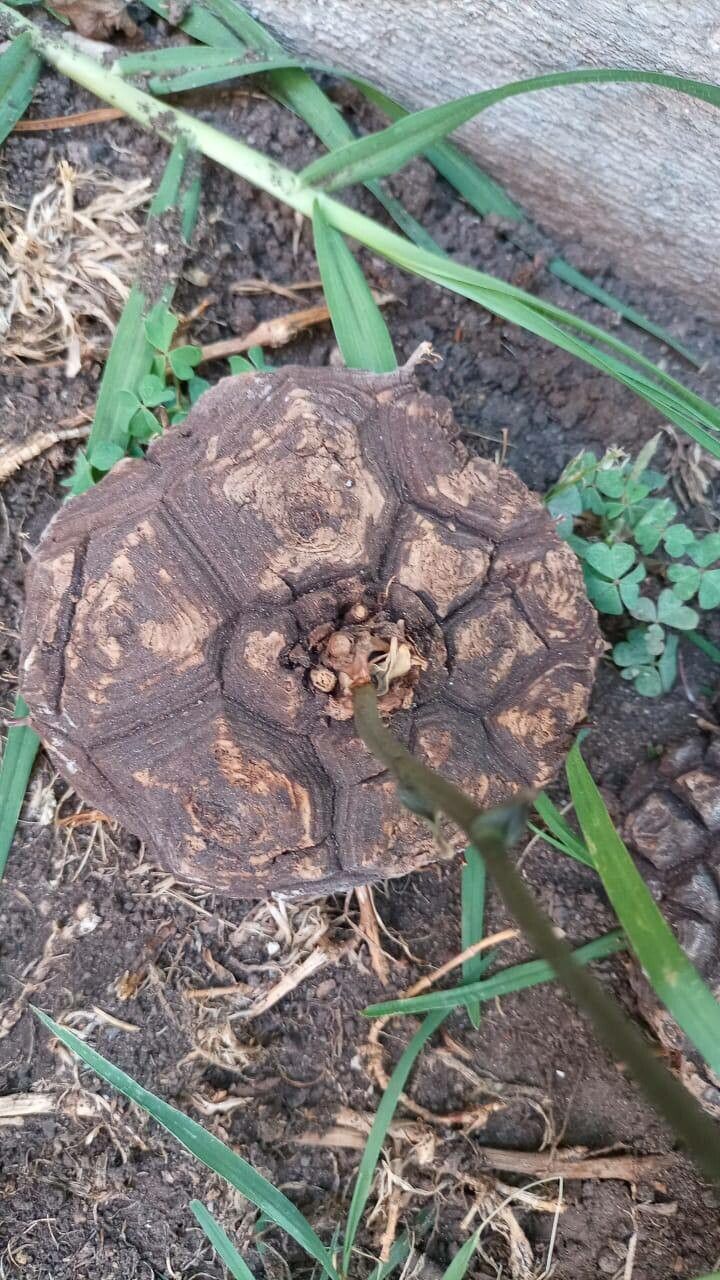 Dioscorea mexicana bark