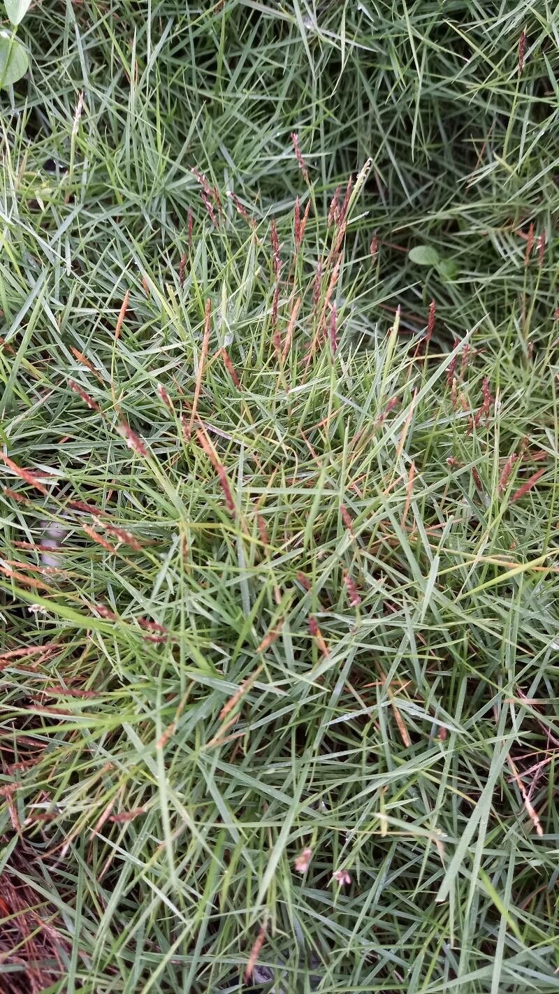 Zoysia matrella leaf