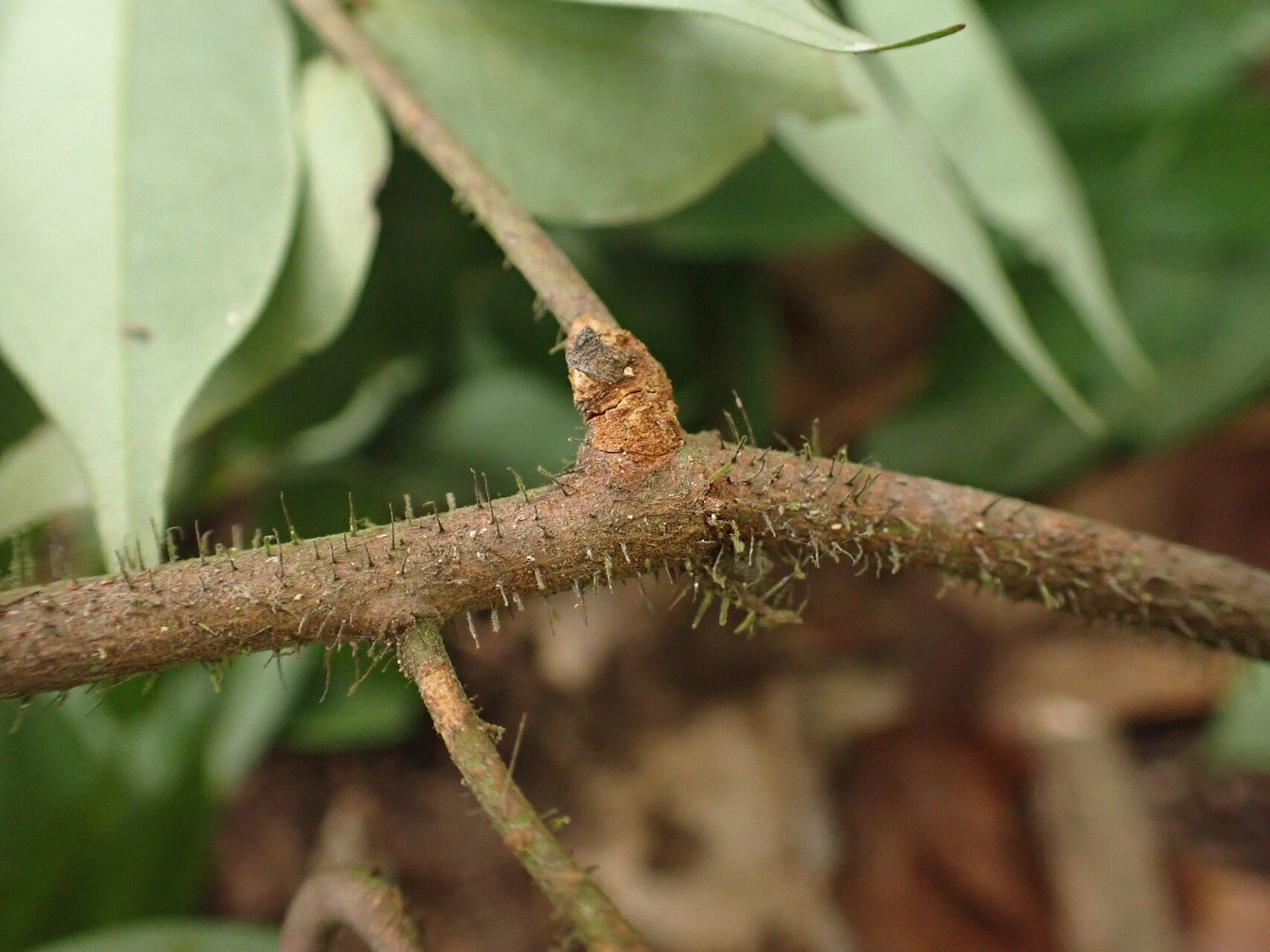 Rourea parviflora bark