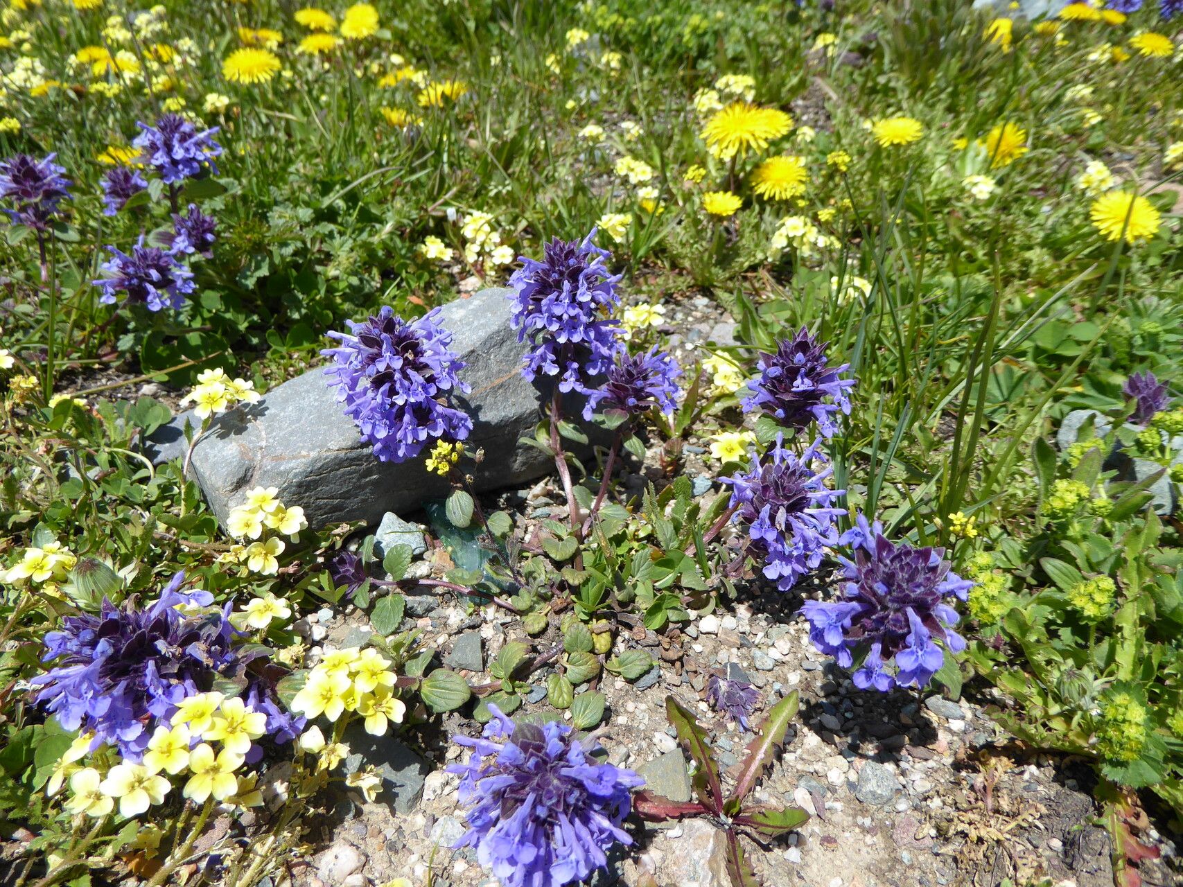 Dracocephalum nutans — search result for 'Dracocephalum'