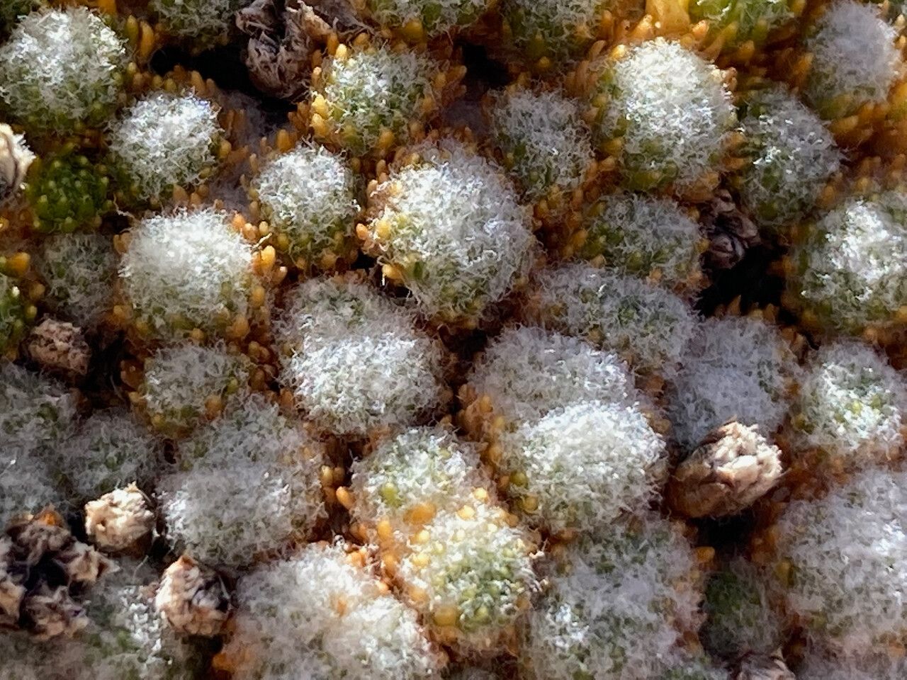 Paepalanthus lodiculoides — houseplant care guide