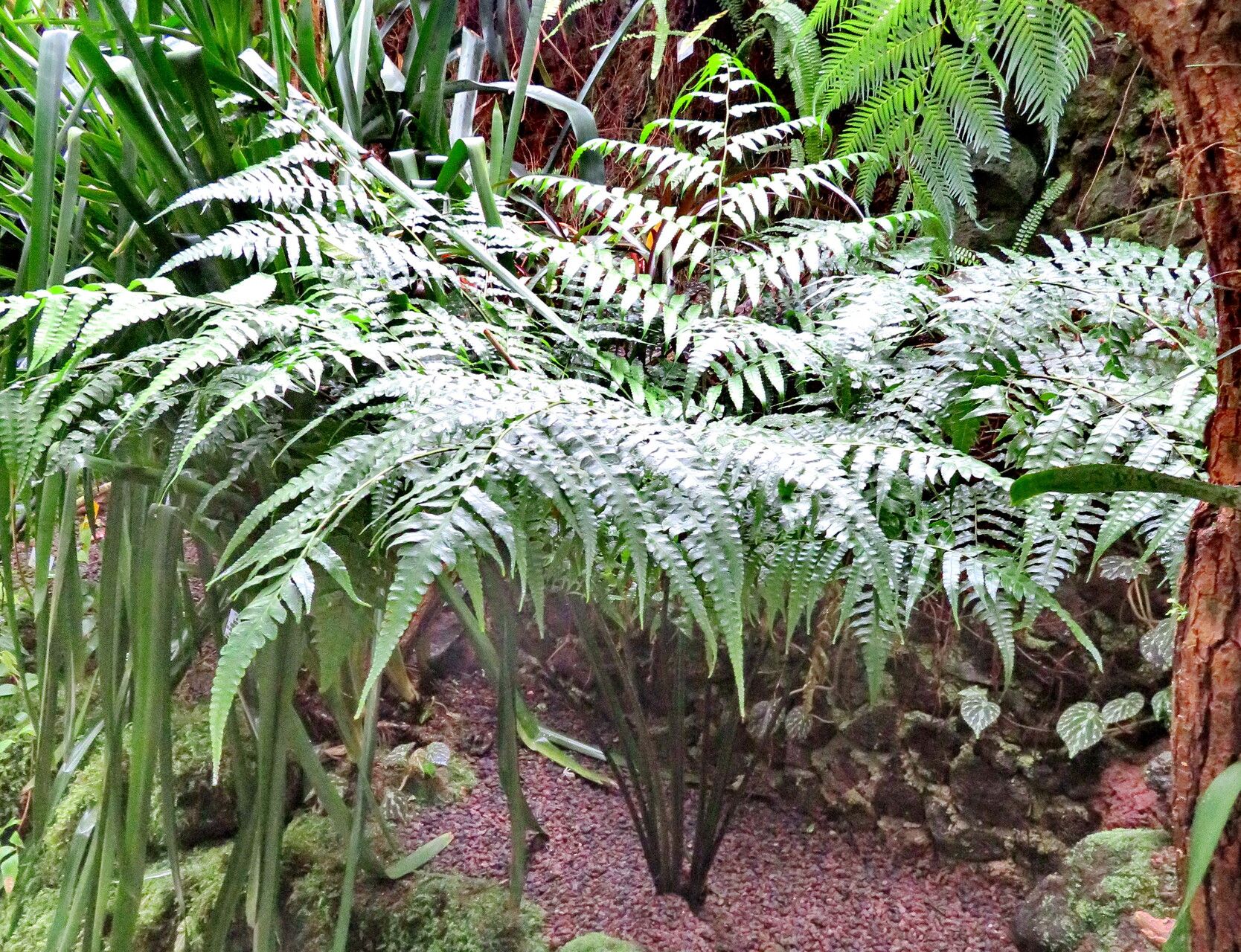 Diplazium maximum habit