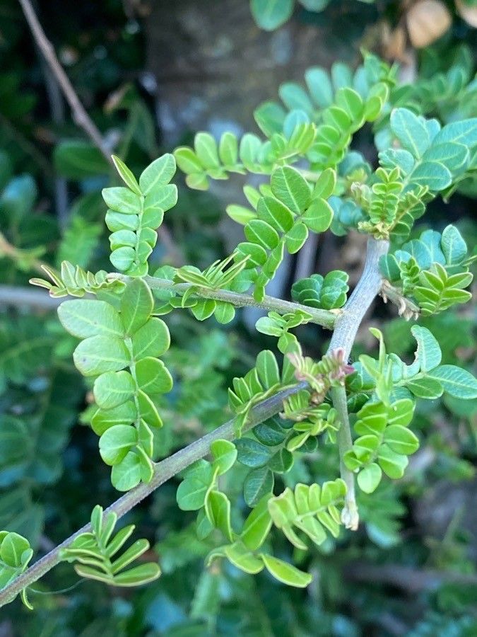 Haplocoelum foliolosum — search result for 'Melastomataceae'