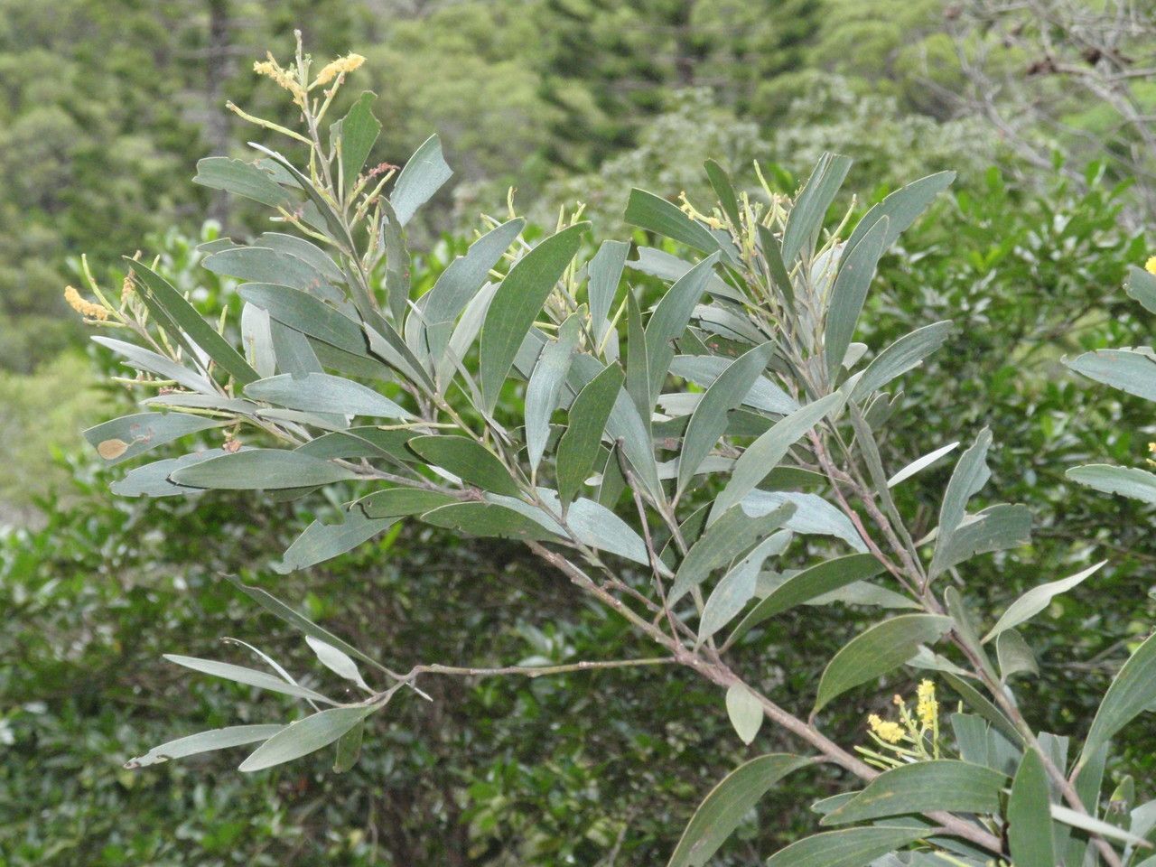 Acacia spirorbis leaf