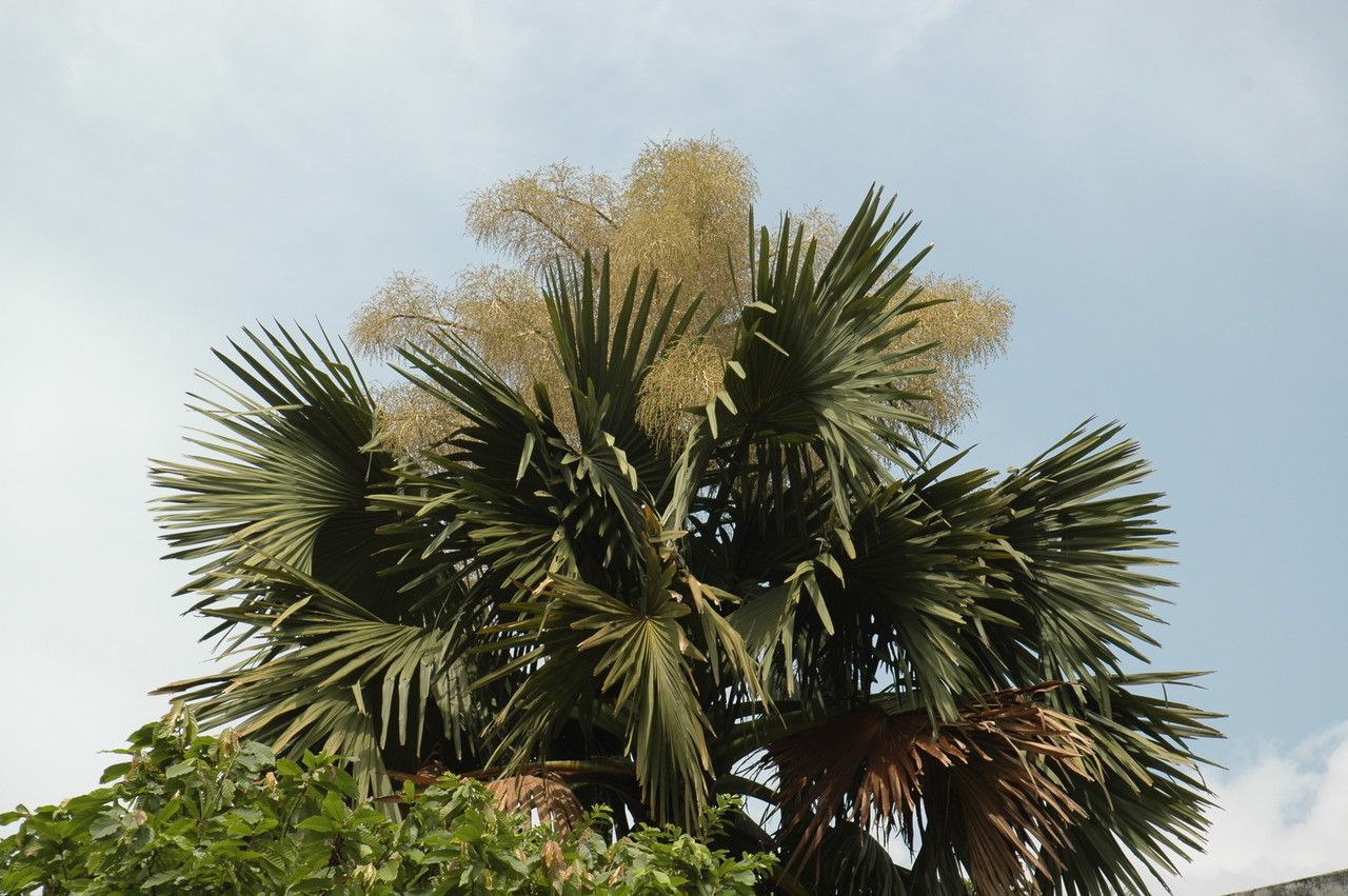 Corypha umbraculifera flower