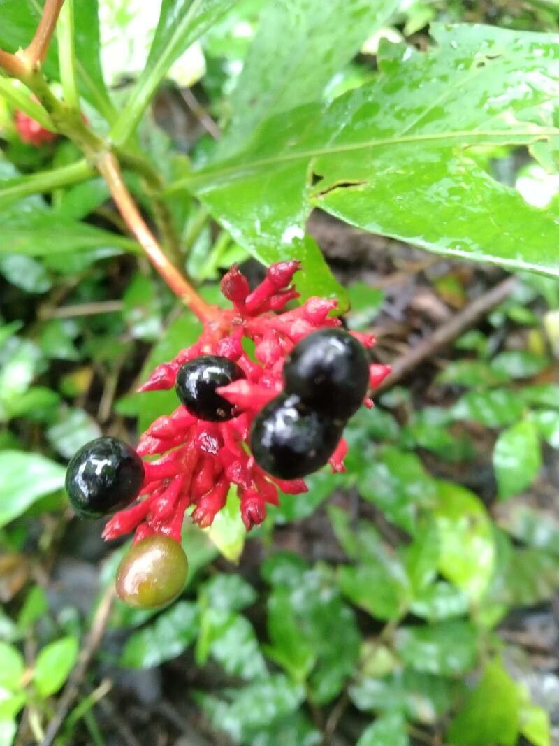 Rauvolfia serpentina fruit