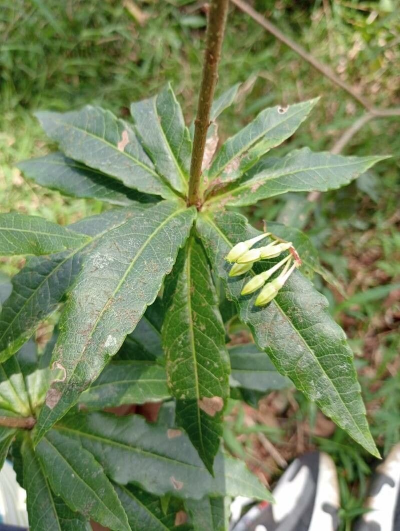 Vaccinium vacciniaceum — search result for 'Vaccinium'