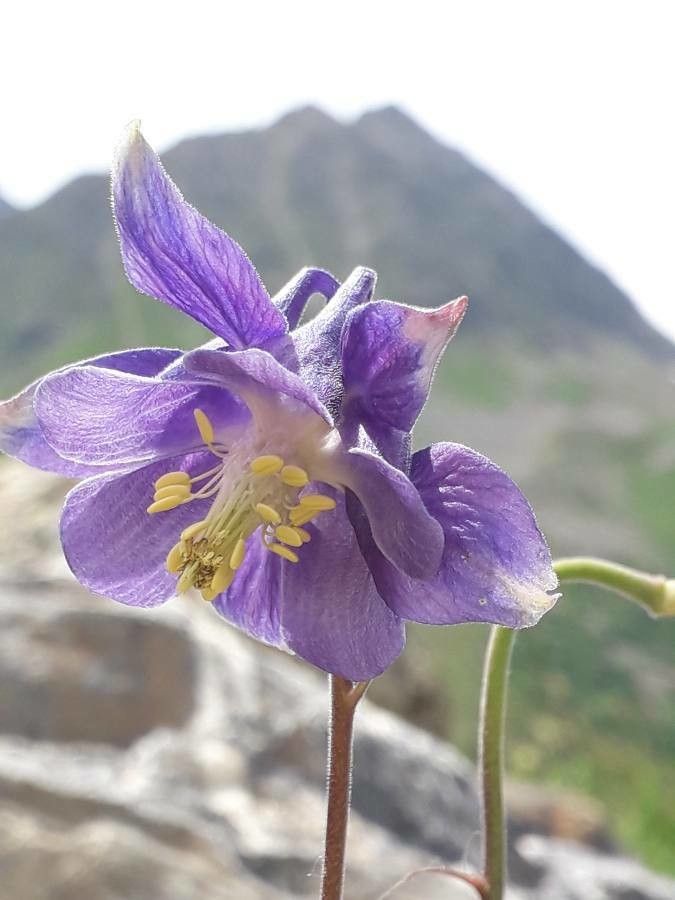 Aquilegia nevadensis flower