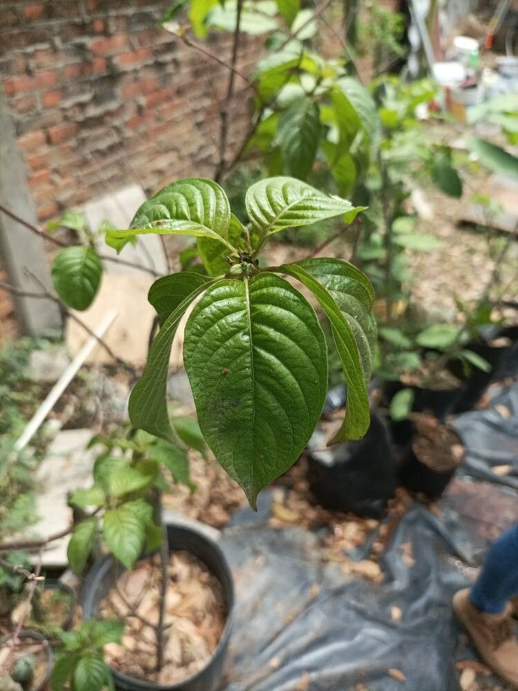 Hamelia xorullensis leaf