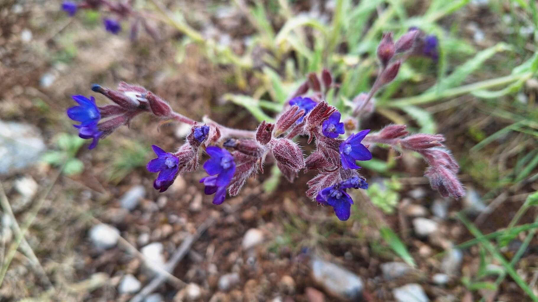 Anchusa hybrida flower