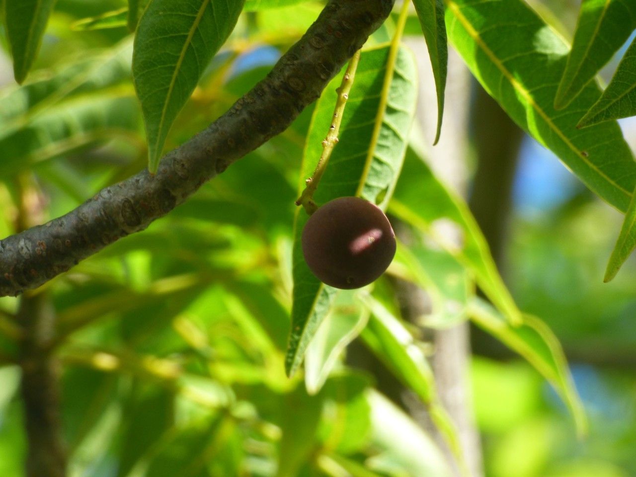 Poupartia borbonica fruit