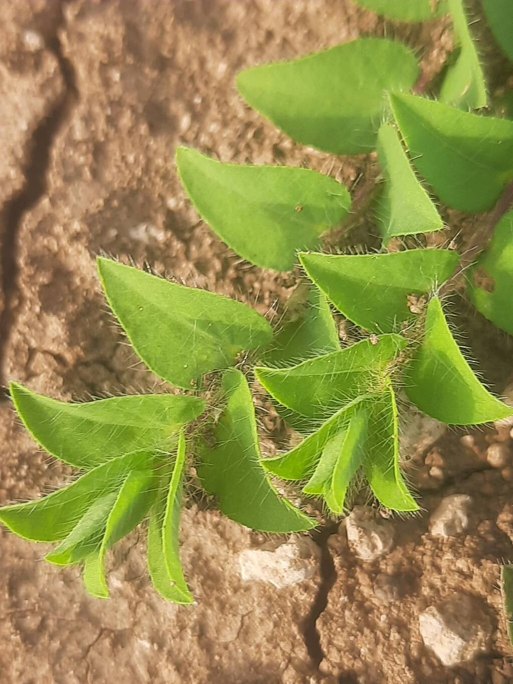 Crotalaria hebecarpa leaf