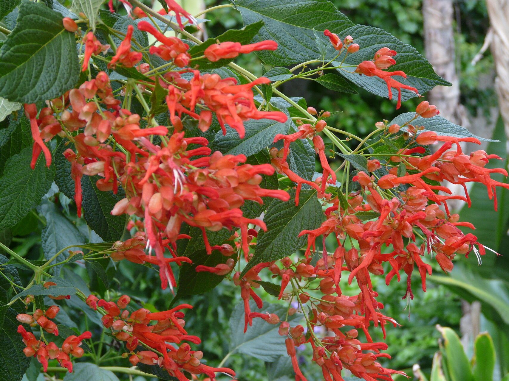 Salvia sessei — houseplant care guide