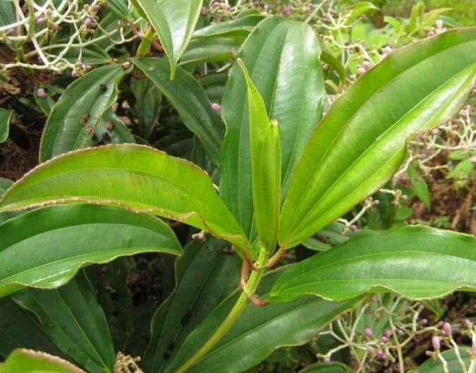 Miconia robinsoniana leaf