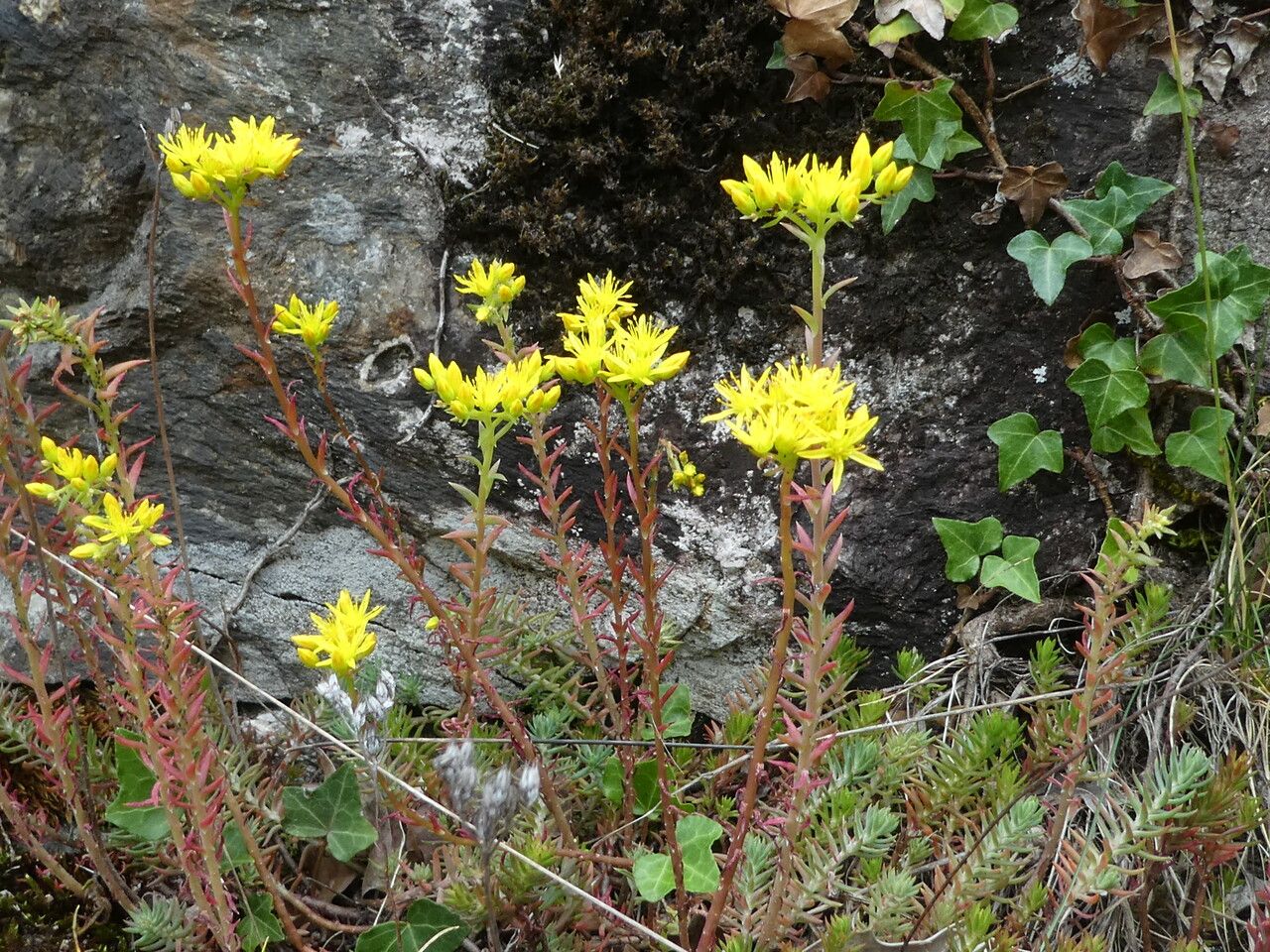 Sedum rupestre fruit
