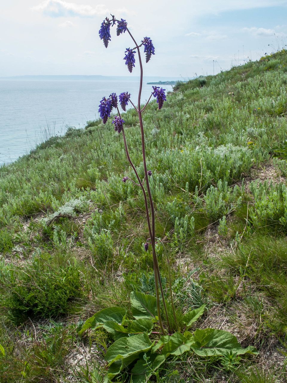 Salvia nutans — search result for 'Eastern and central North America'