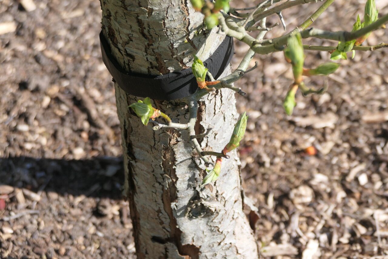 Crataegus × lavallei bark