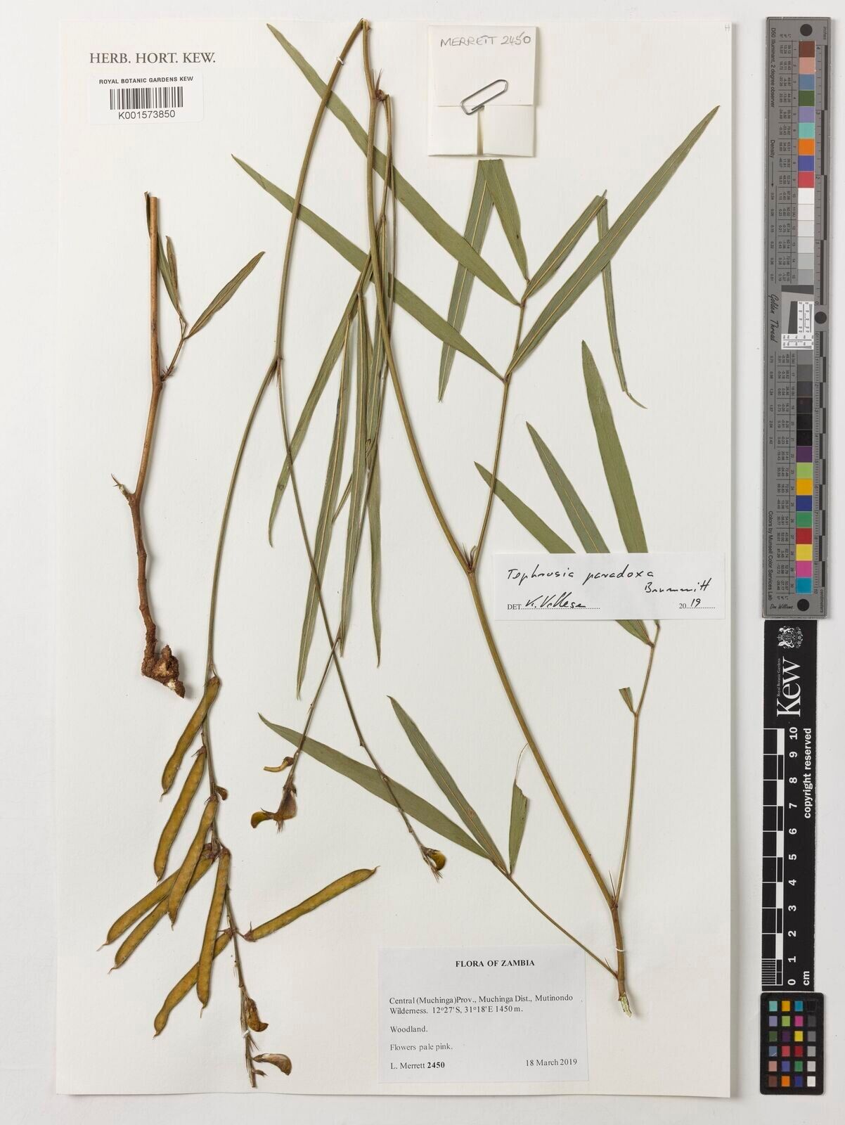 Tephrosia paradoxa — search result for 'Tephrosia'