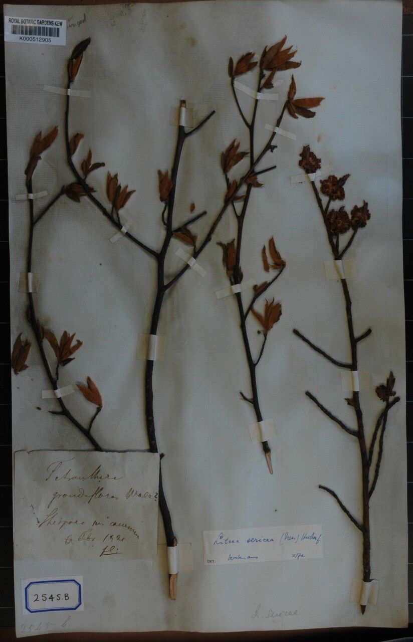 Litsea sericea — search result for 'Litsea'