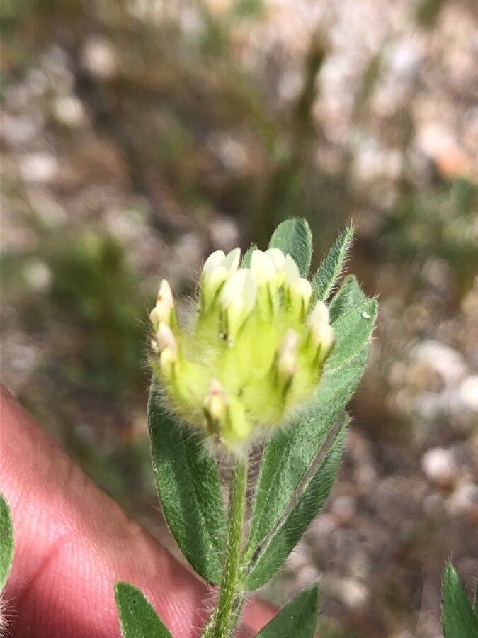 Anthyllis cornicina flower