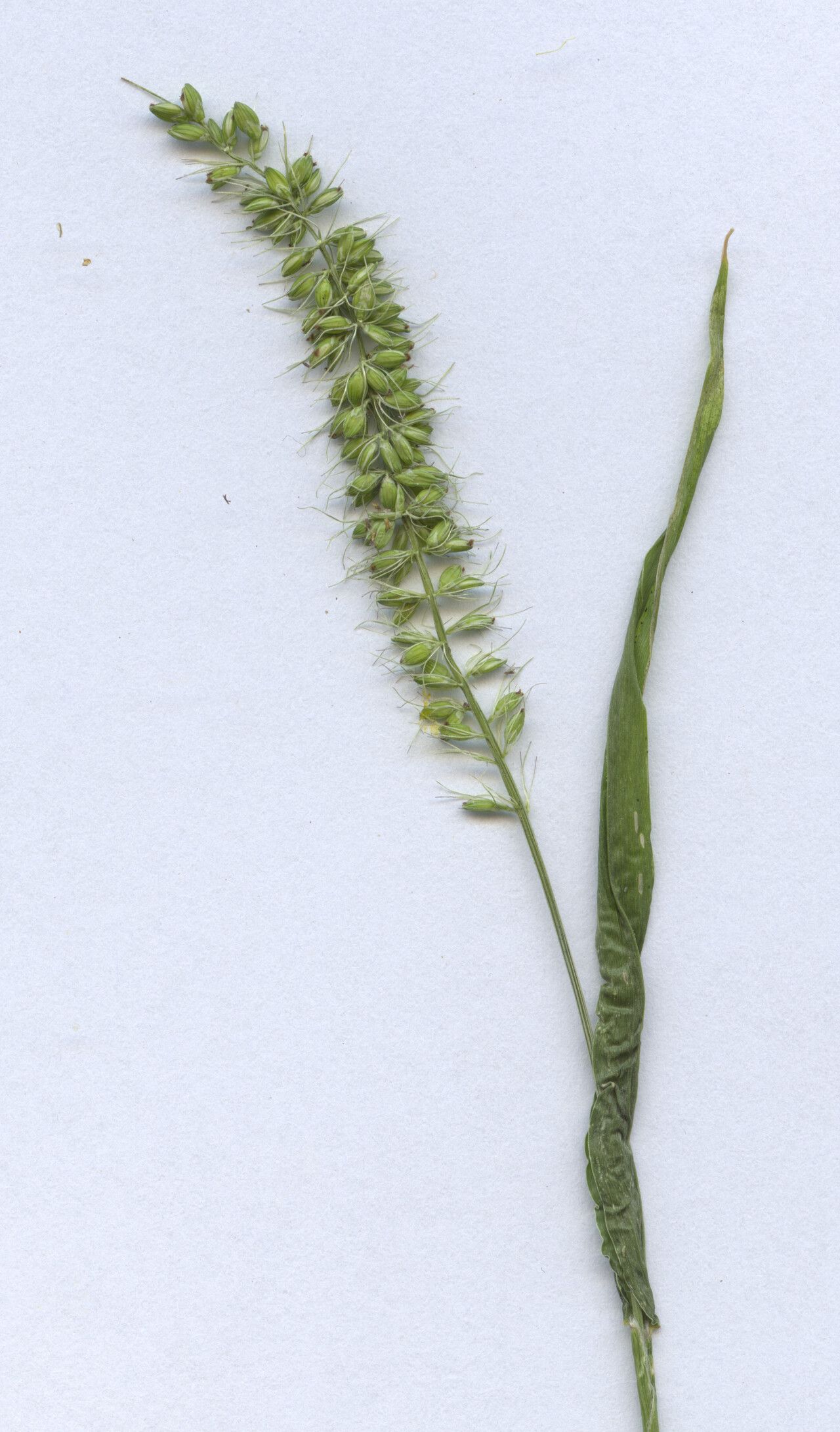Setaria verticilliformis flower
