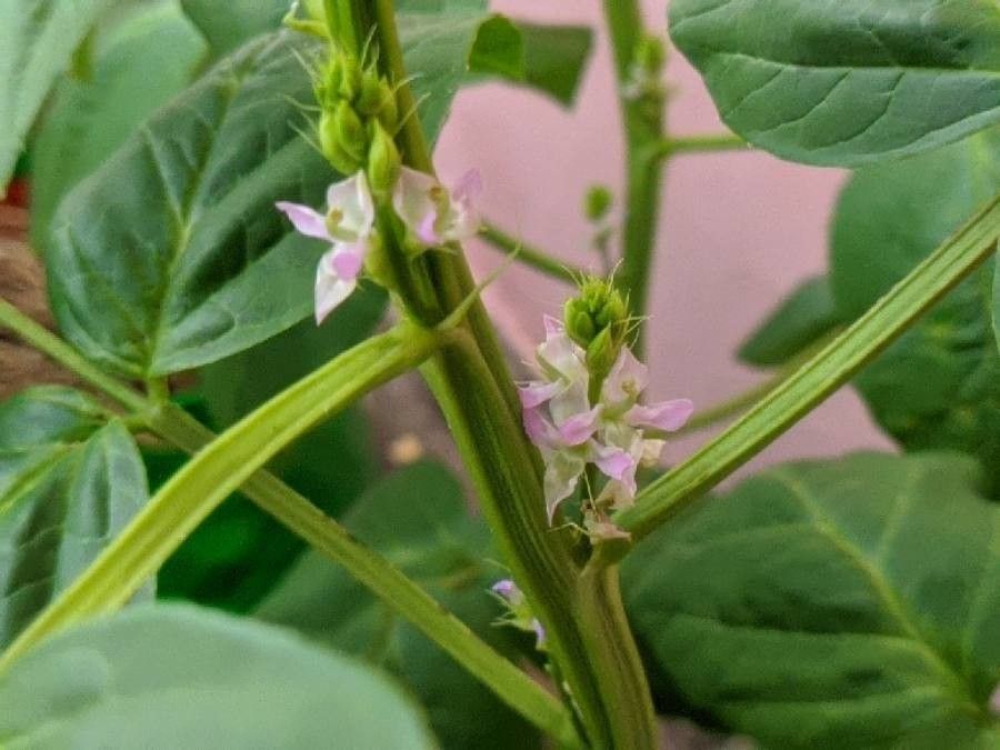 Cyamopsis tetragonoloba flower