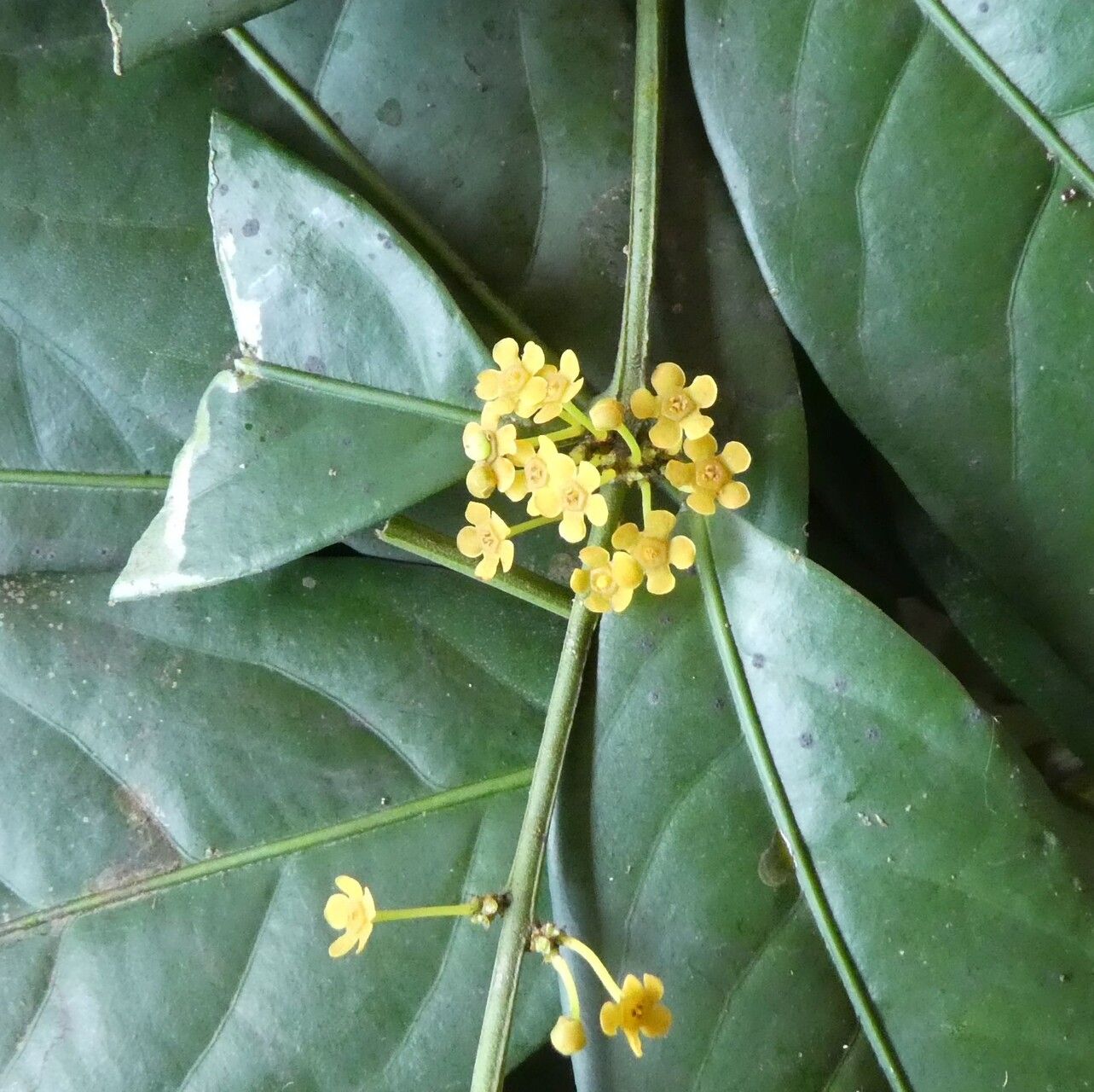 Salacia debilis flower