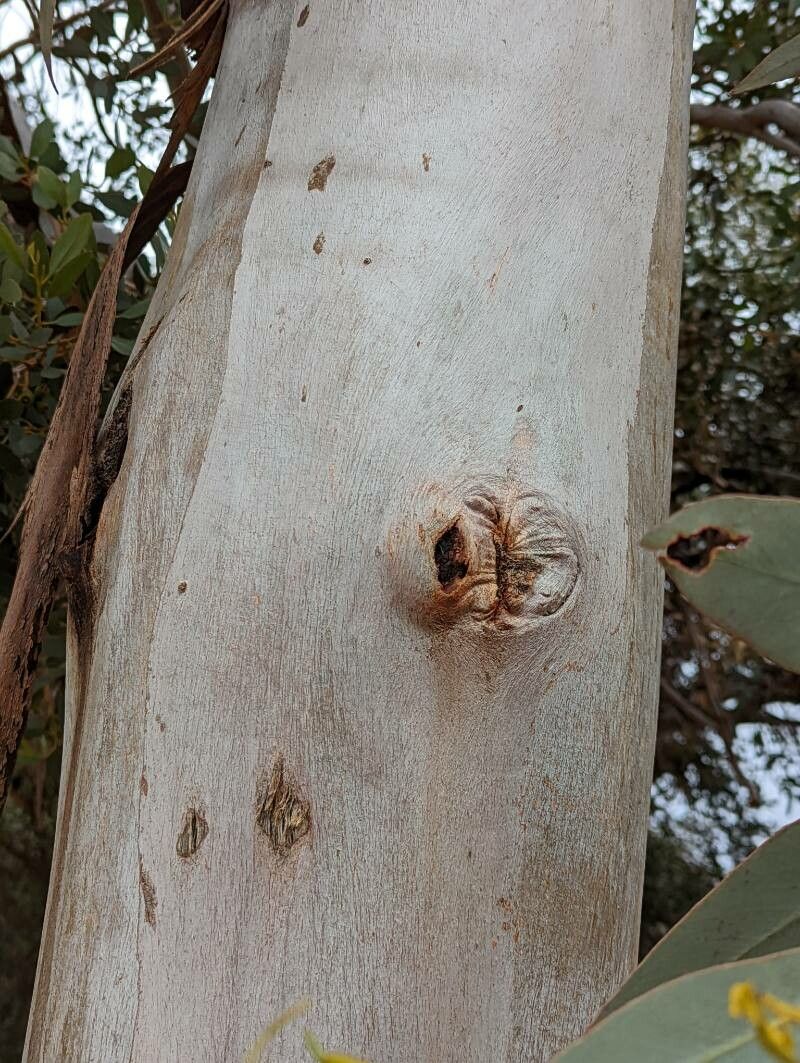 Eucalyptus woodwardii bark