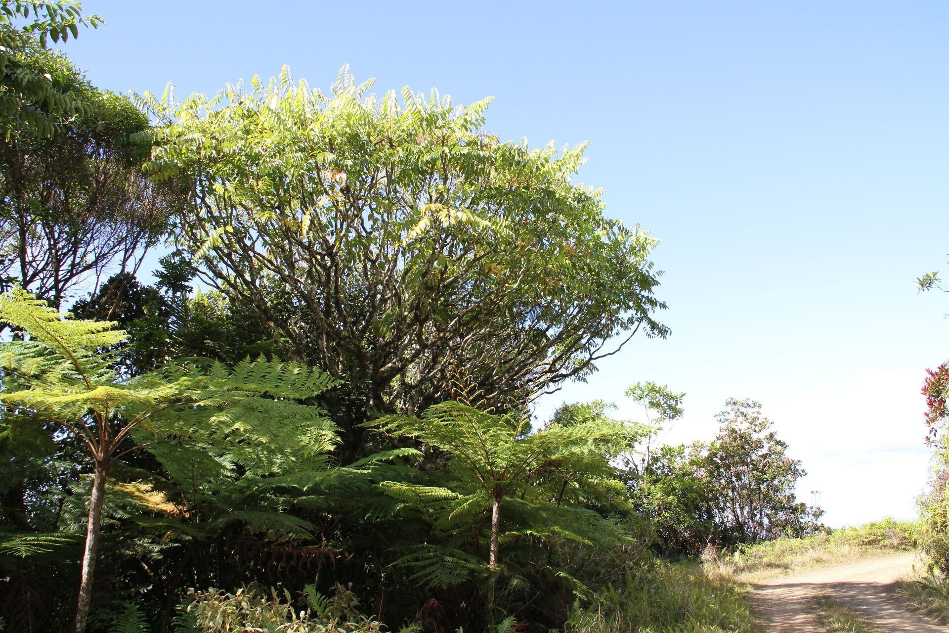 Polyscias bracteata habit