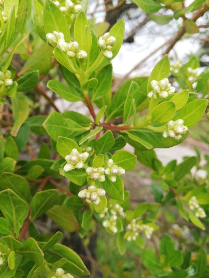Baccharis macrantha flower