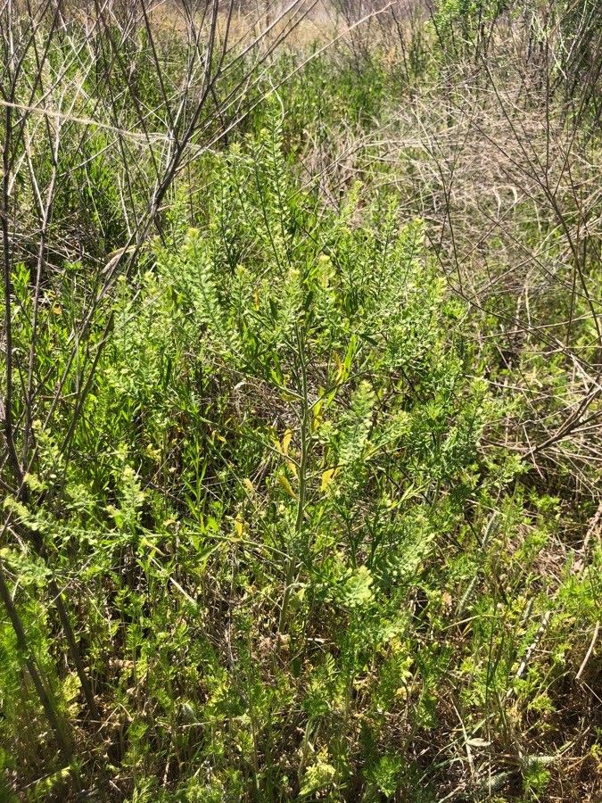 Lepidium austrinum other